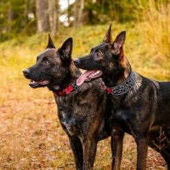 Rukka® Cube Soft Collar, Rojo / Negro -Mascota Tienda 139798 lfashion rukka cube soft halsband rot hs 04 4