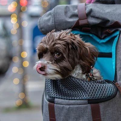 Mochila KURGO K9 Para Mascotas 16 Mochila KURGO K9 Para Mascotas - Imagen 14