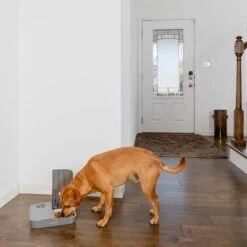 Comedero Automático Doble PetSafe® Para Mascotas -Mascota Tienda 145997 rasiosystems petsafe futterautomat 2mahlzeiten catdog 2x355xml hs 09 6