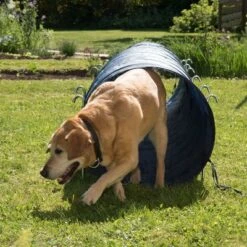 Túnel Agility Trixie -Mascota Tienda 15686 trixie agility tunnel fg 23 7