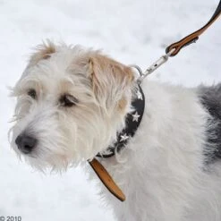 Collar De Cuero Heim Stars -Mascota Tienda 160891 heim halsband stars 8 1