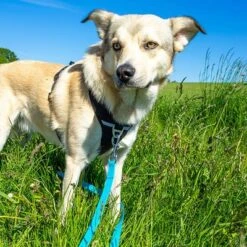 Petlando Correa Larga Para Perros Pawz & Pepper Strong Azul -Mascota Tienda 174796 174797 pawznpepper schleppleine rund geflochten blau hs 04 2