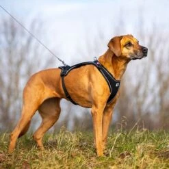 Arnés Curli Belka Comfort Negro Para Perros 23 Arnés Curli Belka Comfort Negro Para Perros -Mascota Tienda 176034 curli belka comfort geschirr schwarz hs 08 3