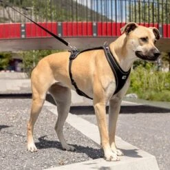 Arnés Curli Belka Comfort Negro Para Perros 17 Arnés Curli Belka Comfort Negro Para Perros -Mascota Tienda 176034 curli belka comfort geschirr schwarz hs 09 6