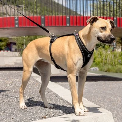 Arnés Curli Belka Comfort Negro Para Perros 6 Arnés Curli Belka Comfort Negro Para Perros - Imagen 4