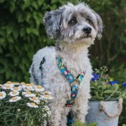 Arnés Max & Molly Little Monsters Para Perros -Mascota Tienda 186583 186584 189797 maxnmolly hg eschirr littlemonsters hs 03 7