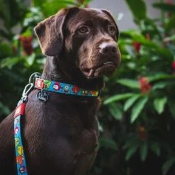 Collar Max & Molly Little Monsters Con Smart ID Para Perros 12 Collar Max & Molly Little Monsters Con Smart ID Para Perros -Mascota Tienda 186585 189896 189897 186586 maxnmolly smartid halsband littlemonsters dog hs 02 7