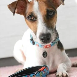 Collar Max & Molly Little Monsters Con Smart ID Para Perros 10 Collar Max & Molly Little Monsters Con Smart ID Para Perros -Mascota Tienda 186585 189896 189897 186586 maxnmolly smartid halsband littlemonsters dog hs 03 4