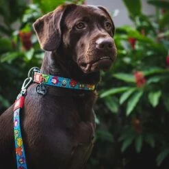 Correa Ajustable Max & Molly Little Monsters Para Perros -Mascota Tienda 189696 186582 189796 maxnmolly multifunktionsleine littlemonsters dog hs 02 7