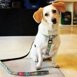 Correa Corta Max & Molly Donuts Para Perros 7 Correa Corta Max & Molly Donuts Para Perros -Mascota Tienda 190208 maxnmolly kurzleine donuts hs 02 4