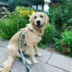 Correa Ajustable Max & Molly Donuts Para Perros -Mascota Tienda 190211 186594 186595 maxnmolly multifunktionsleine donuts hs 03 3