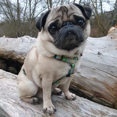 Arnés Max & Molly Donuts Para Perros 8 Arnés Max & Molly Donuts Para Perros - Imagen 6