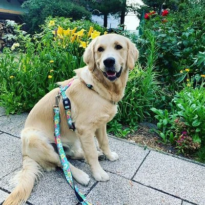 Arnés Max & Molly Donuts Para Perros 10 Arnés Max & Molly Donuts Para Perros - Imagen 8
