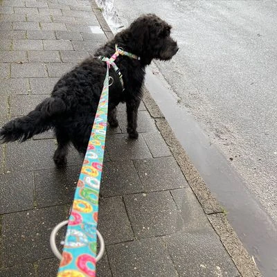 Arnés Max & Molly Donuts Para Perros 11 Arnés Max & Molly Donuts Para Perros - Imagen 9