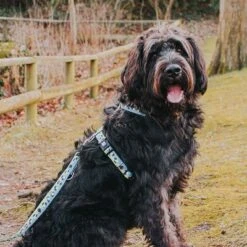 Correa Ajustable Max & Molly Black Sheep Para Perros 13 Correa Ajustable Max & Molly Black Sheep Para Perros -Mascota Tienda 190402 190403 190404 maxnmolly multifunktionsleine blacksheep hs 03 7