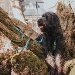 Arnés Max & Molly Black Sheep Para Perros 19 Arnés Max & Molly Black Sheep Para Perros -Mascota Tienda 190405 190406 190407 maxnmolly hg eschirr blacksheep hs 04 5