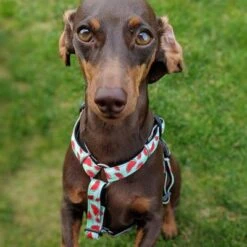 Arnés Max & Molly Watermelon Para Perros -Mascota Tienda 190413 190414 190703 maxnmolly hg eschirr watermelon hs 04 2