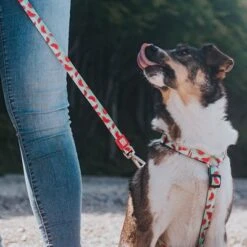 Arnés Max & Molly Watermelon Para Perros -Mascota Tienda 190413 190414 190703 maxnmolly hg eschirr watermelon hs 08 4