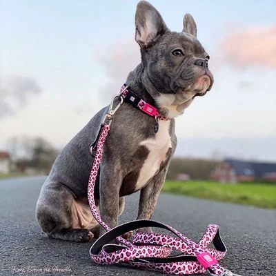 Collar Max & Molly Leopard Pink Con Smart ID Para Perros 4 Collar Max & Molly Leopard Pink Con Smart ID Para Perros - Imagen 2