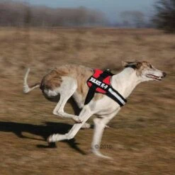 Julius K9 Arnés JULIUS-K9® Power Rojo Para Perros -Mascota Tienda 191822 trixie powergeschir2 1