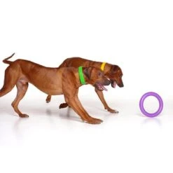 Ferplast Puller Juguete Para Perros -Mascota Tienda 199296 ferplastitalien ferplast hundespielzeug puller midi 27cm hs 08 9