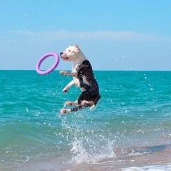 Ferplast Puller Juguete Para Perros -Mascota Tienda 199296 ferplastitalien ferplast hundespielzeug puller midi 27cm hs 20 9