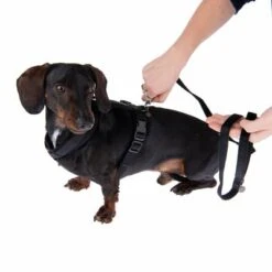 Correa Ajustable Nomad Tales Blush ébano Para Perros -Mascota Tienda 1 325401 325396 blush s fg 6960 0