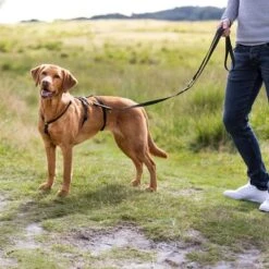 Arnés Trixie Guía Stay Antifugas Para Perros -Mascota Tienda 202096 202097 202098 202099 trixie panikgeschirr stay schwarz hs 06 8