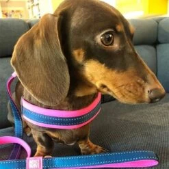 Arnés Max & Molly Matrix Q-Fit Rosa Para Perros -Mascota Tienda 210400 209040 210401 209041 210496 210497 maxnmolly qfit g eschirr matrix pink hs 05 9