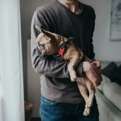 Arnés HUNTER Divo Rojo Y Gris Para Perros 28 Arnés HUNTER Divo Rojo Y Gris Para Perros -Mascota Tienda 212948 214597 214598 212949 212951 hunter geschirr divo rotgrau hs 12 3