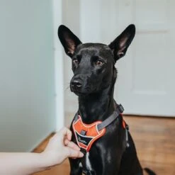 Arnés HUNTER Divo Rojo Y Gris Para Perros 30 Arnés HUNTER Divo Rojo Y Gris Para Perros -Mascota Tienda 212948 214597 214598 212949 212951 hunter geschirr divo rotgrau hs 14 5