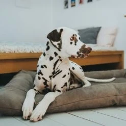 Cama Hunter Bologna Color Piedra Para Perros -Mascota Tienda 212954 212955 hunter hundebett bologna stein hs 07 0