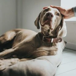 Cama Hunter Bologna Color Piedra Para Perros -Mascota Tienda 212954 212955 hunter hundebett bologna stein hs 08 0