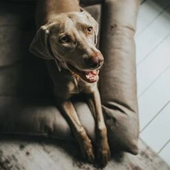 Cama Hunter Bologna Color Piedra Para Perros -Mascota Tienda 212954 212955 hunter hundebett bologna stein hs 09 5