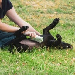 Pet Teezer Cepillo Para Cachorros -Mascota Tienda 230724 pet teezer welpenbuerste hs 18 2