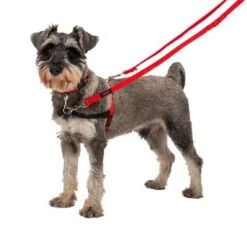 Correa Halti Para El Adiestramiento De Perros -Mascota Tienda 235202 coa halti trainingsleine rot hs1 0