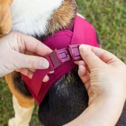 Arnés Curli Vest Clasp Air-Mesh Fucsia Para Perros -Mascota Tienda 267496 267304 267305 267306 curli vest geschirr clasp airmesh fuchsia hs 03 7
