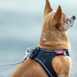 Correa De Bolsillo Curli Ultrarresistente 21 Correa De Bolsillo Curli Ultrarresistente -Mascota Tienda 267896 267897 ultrastarke taschenleine hs 09 8