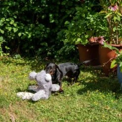 Conejo Elsie De Peluche Para Perros -Mascota Tienda 267996 elsie mit hund fg 3335 8