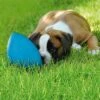 Pelota RunninGegg Para Perros -Mascota Tienda 28597 petearth runningegg blau hs 03 8