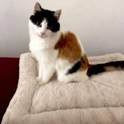 Self Heating Bed Cojín Para Perros -Mascota Tienda 288354 291896 waagenschmitt hundekissen selfheating bed hs 10 2