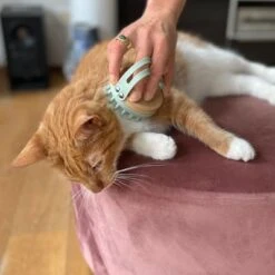 Kooa Cepillo Masajeador Para Gatos 16 Kooa Cepillo Masajeador Para Gatos -Mascota Tienda 309896 kooa massageb rste f r katzen hs 06 0