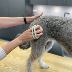 Kooa Cepillo Masajeador Para Gatos 24 Kooa Cepillo Masajeador Para Gatos -Mascota Tienda 309896 kooa massageb rste f r katzen hs 08 8