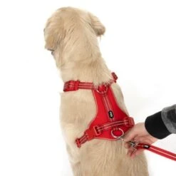 Correa Ajustable TIAKI Reflective Rubber Roja Para Perros -Mascota Tienda 323005 neoprene geschirr l fg 1662 4