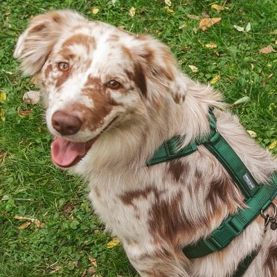 Arnés Nomad Tales Blush Esmeralda Para Perros 18 Arnés Nomad Tales Blush Esmeralda Para Perros - Imagen 16