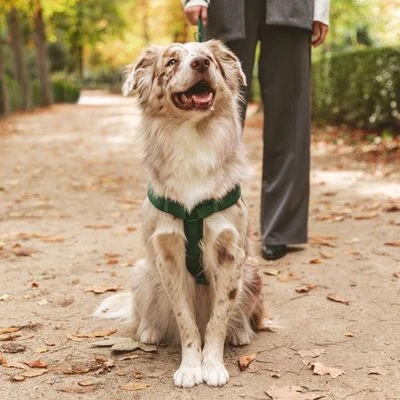 Arnés Nomad Tales Blush Esmeralda Para Perros 6 Arnés Nomad Tales Blush Esmeralda Para Perros - Imagen 4