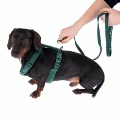 Arnés Nomad Tales Blush Esmeralda Para Perros 40 Arnés Nomad Tales Blush Esmeralda Para Perros -Mascota Tienda 323024 325696 blush s fg 6937 5