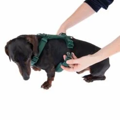 Arnés Nomad Tales Blush Esmeralda Para Perros 36 Arnés Nomad Tales Blush Esmeralda Para Perros -Mascota Tienda 323024 blush s fg 6924 8