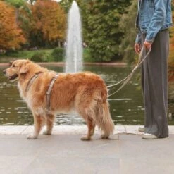 Arnés Nomad Tales Blush Beige Topo Para Perros 30 Arnés Nomad Tales Blush Beige Topo Para Perros -Mascota Tienda 323028 nomad tales blush geschirr taupe 01 2