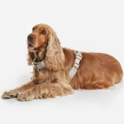 Arnés Nomad Tales Blush Beige Topo Para Perros 35 Arnés Nomad Tales Blush Beige Topo Para Perros -Mascota Tienda 323028 nomad tales blush geschirr taupe 13 8